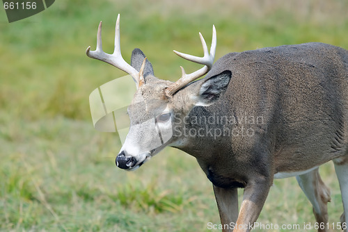 Image of Whitetail deer