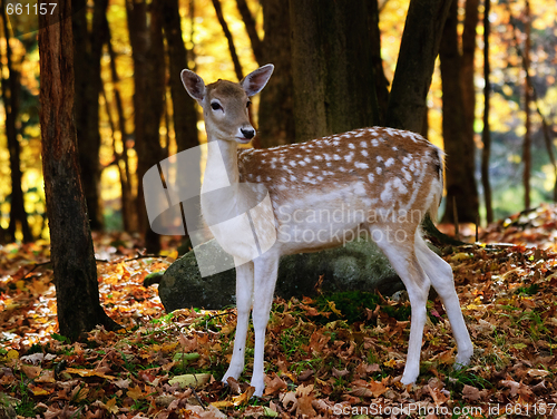 Image of Fallow deer