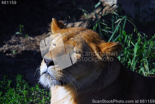 Image of Female lion