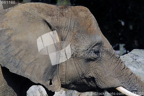 Image of Elephant