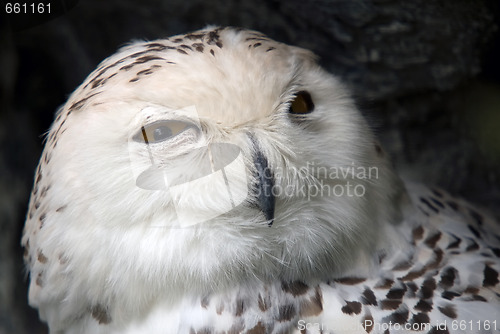 Image of Snowy Owl