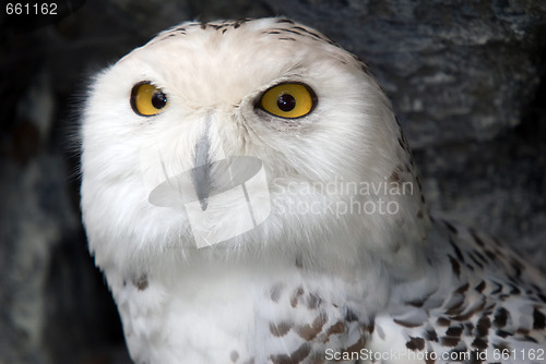 Image of Snowy Owl