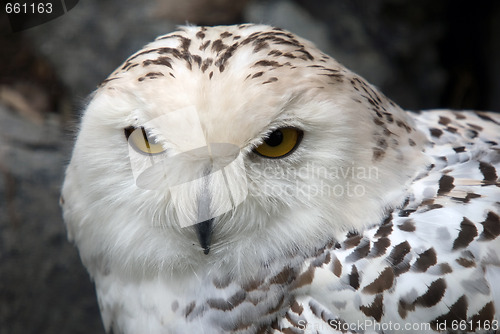 Image of Snowy Owl