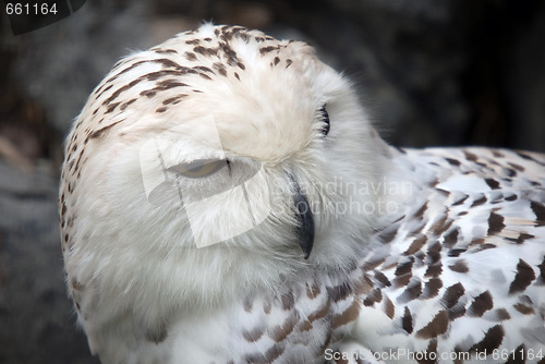 Image of Snowy Owl