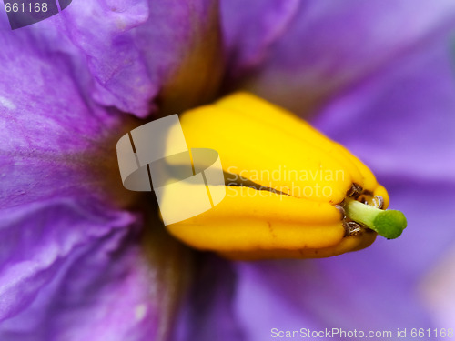 Image of Potato plant flower