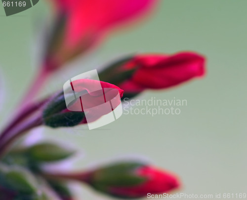 Image of Red flowers