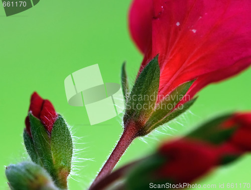 Image of Red flowers