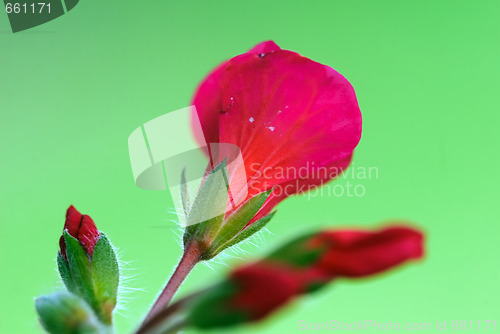 Image of Red flowers