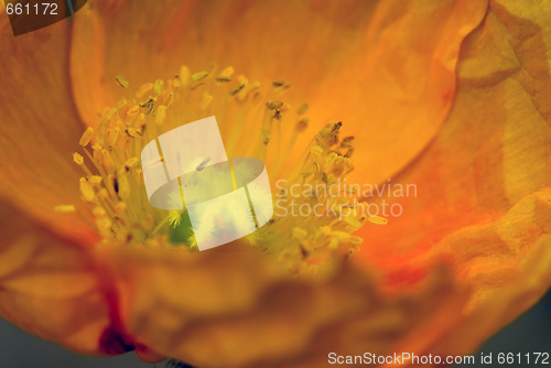 Image of Orange poppy