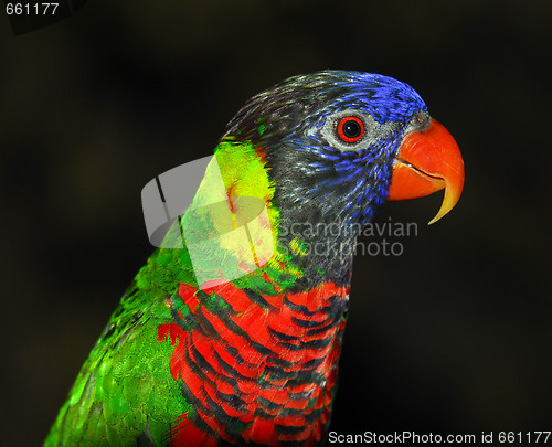 Image of Rainbow Lorikeet