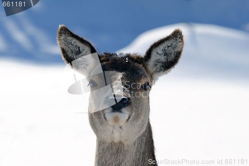 Image of White-tailed deer