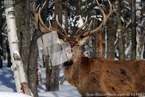 Image of Elk