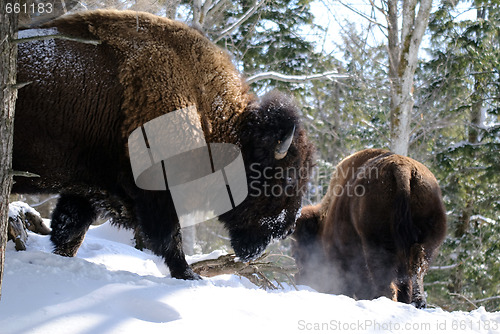 Image of Bison