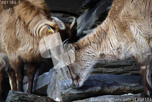 Image of Himalayan Tahr