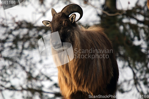 Image of Himalayan Tahr