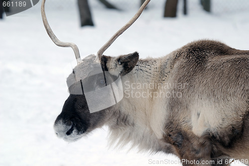 Image of Reindeer