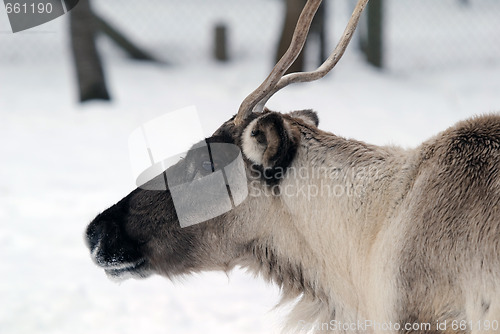 Image of Reindeer