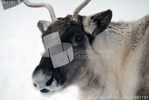 Image of Reindeer