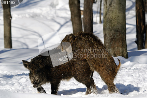 Image of Wild Boar