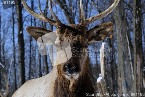 Image of Elk