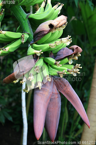 Image of Bananas