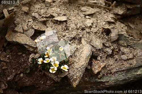 Image of Ranunculus Alpestris