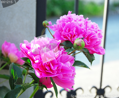 Image of Pink paeonies