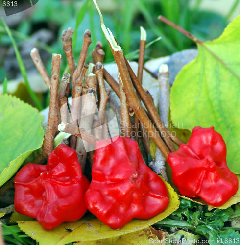 Image of Red peppers on green leaves