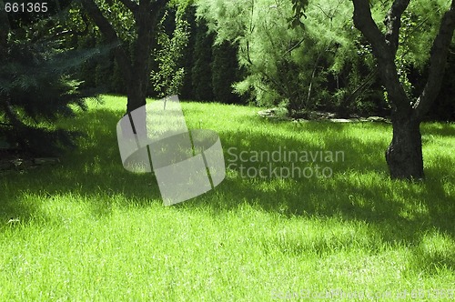 Image of garden. summer scenic