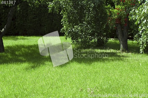 Image of garden. summer scenic