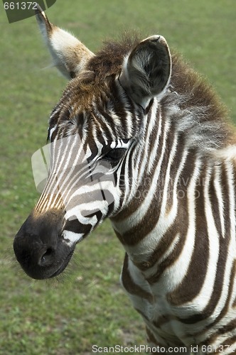 Image of zebra