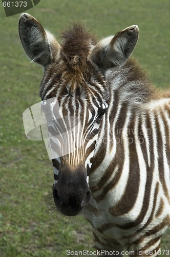 Image of zebra