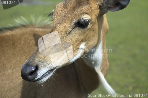 Image of antelope