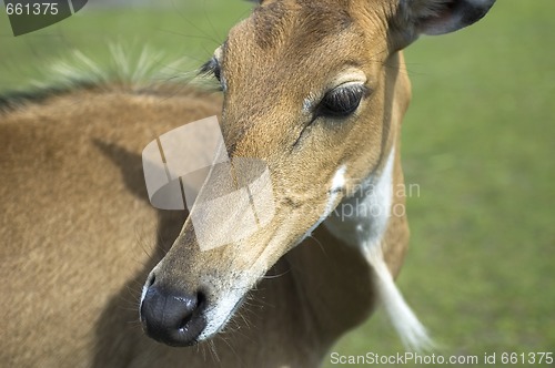 Image of gazelle