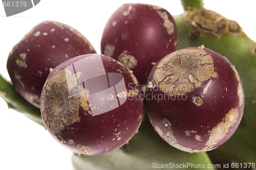 Image of Prickly pear cactus ( Opuntia ficus-indica ) with red fruits