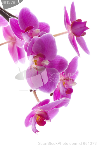 Image of orchid