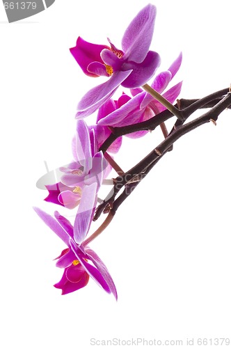 Image of orchid