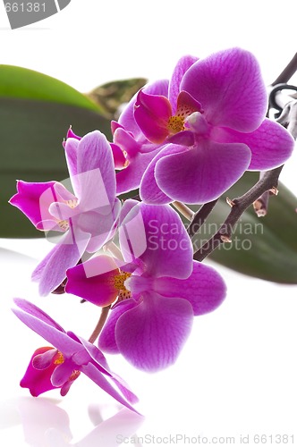 Image of orchid