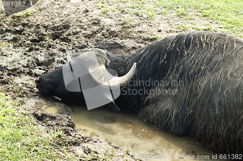 Image of wild animal. safari