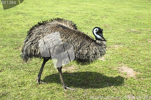 Image of emu