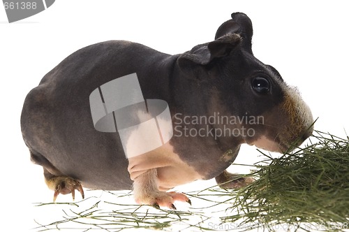 Image of skinny guinea pig on white background