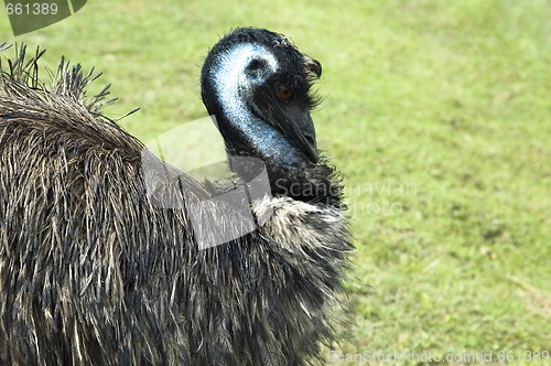 Image of emu