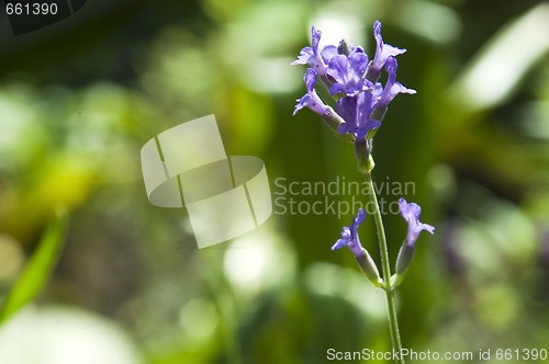 Image of lavender