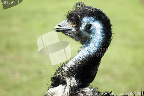 Image of emu