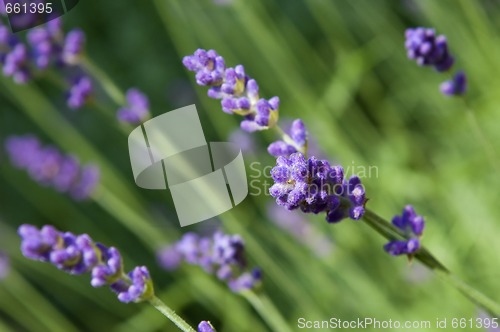 Image of lavender