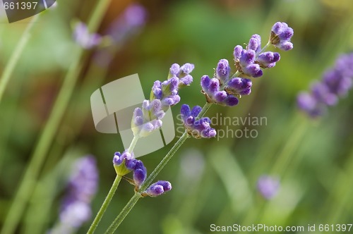 Image of lavender