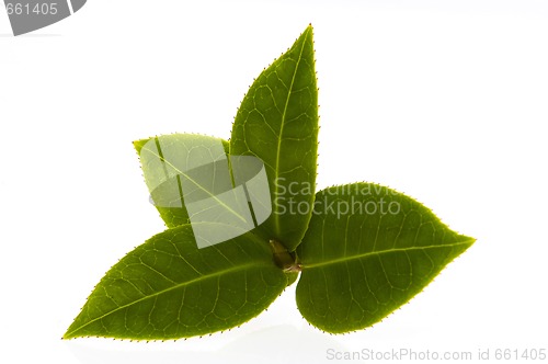 Image of fresh tea branch isolated on the white background