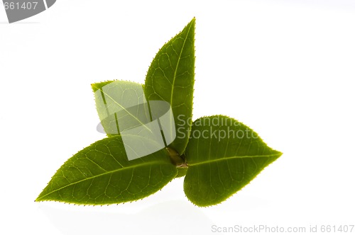 Image of fresh tea branch isolated on the white background