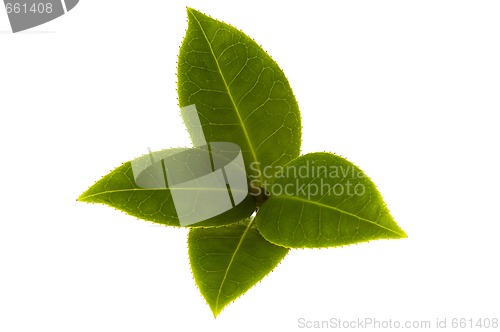 Image of fresh tea branch isolated on the white background