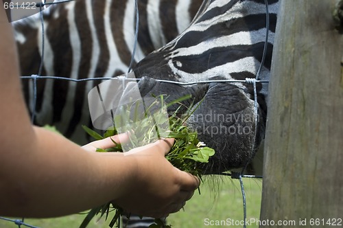 Image of zebra, child and green grass
